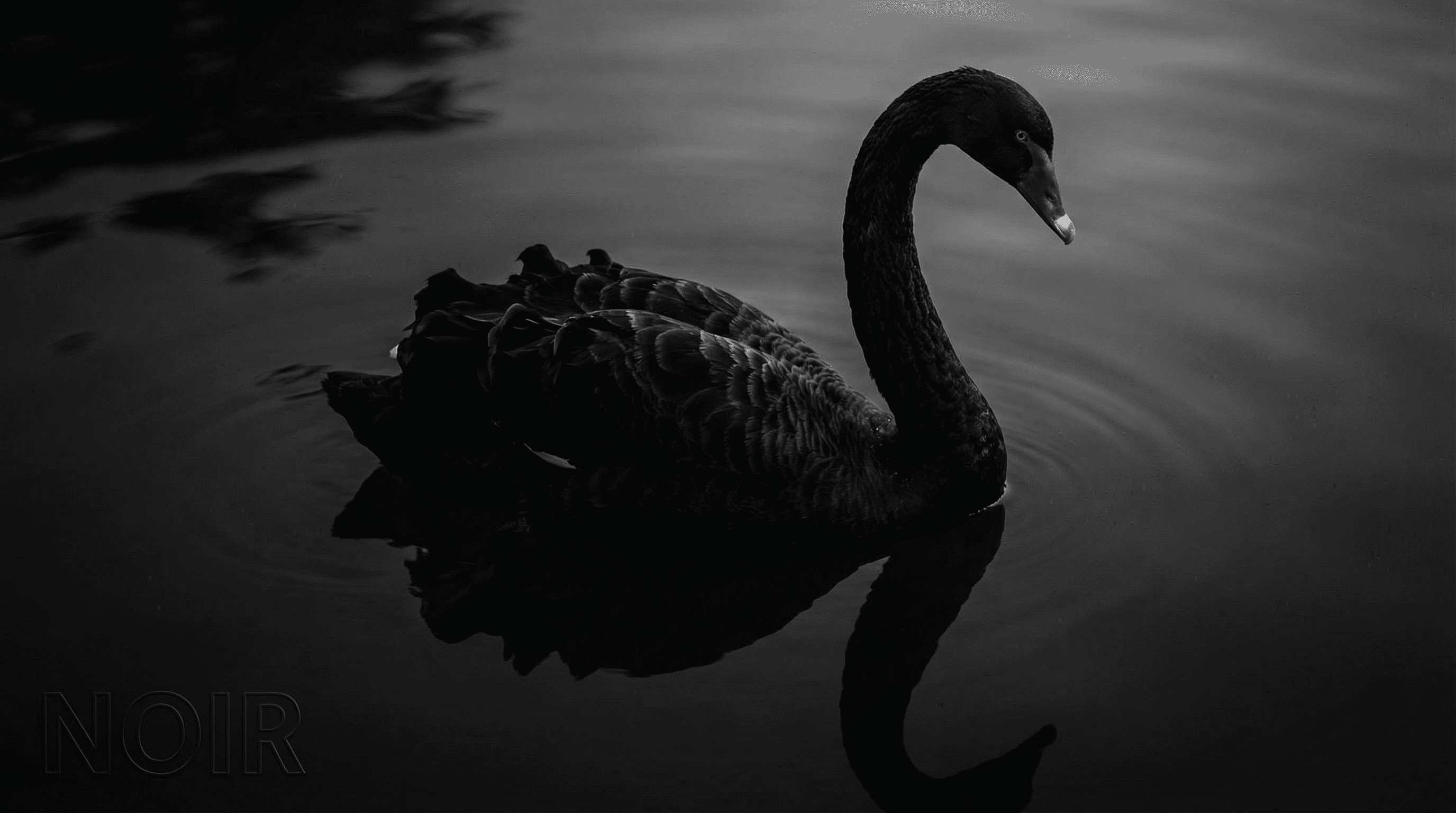 Swan